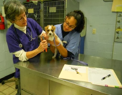 Aardmore Veterinary Hospital - Baltimore , United States