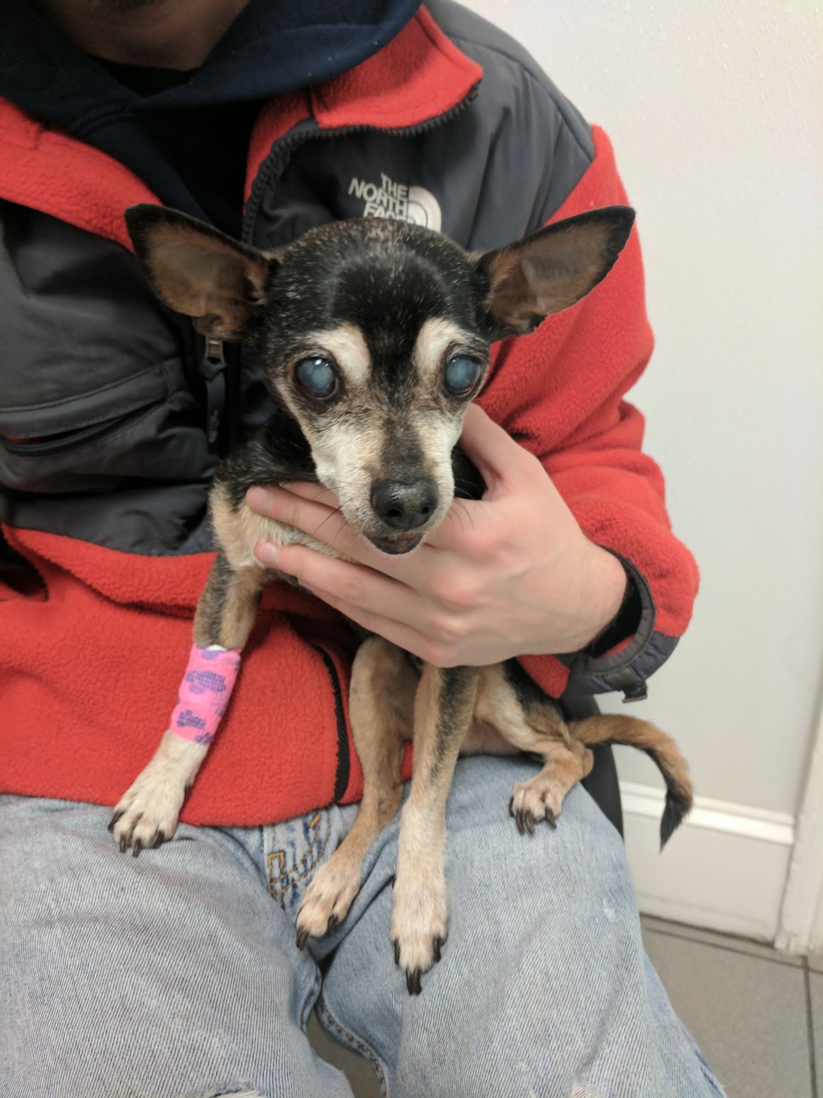 Eastside Veterinary Clinic - Providence , United States