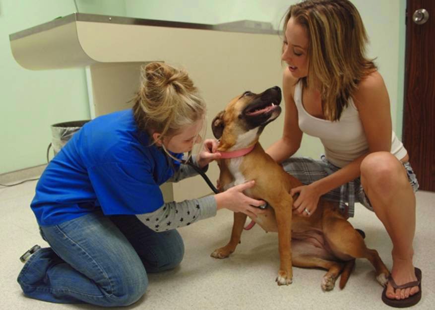 New Street Animal Hospital - Burlington , Canada