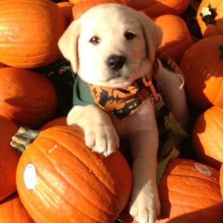 Brinker Veterinary Hospital - Lake Orion , United States