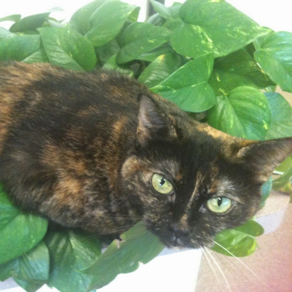 Valencia Animal Hospital - Tucson , United States
