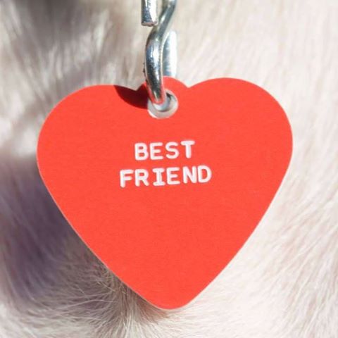 Barataria Animal Hospital - Marrero , United States