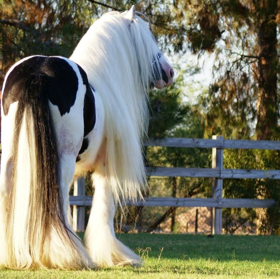 Southwest Equine Veterinary Clinic - Scottsdale , United States