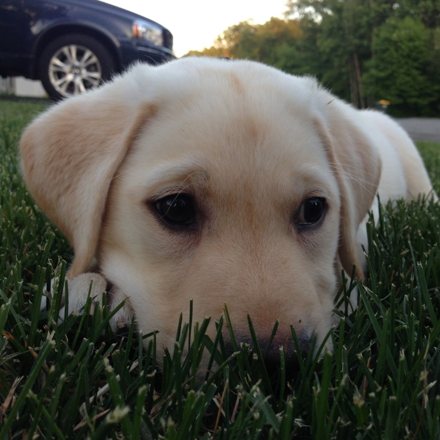 Northpaws Veterinary Center - Greenville , United States