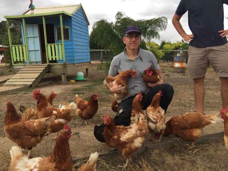 Bird Vet Melbourne - Burwood , Australia