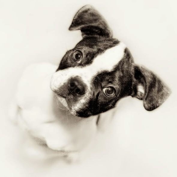 Meadowbrook Animal Clinic - Edmonton , Canada