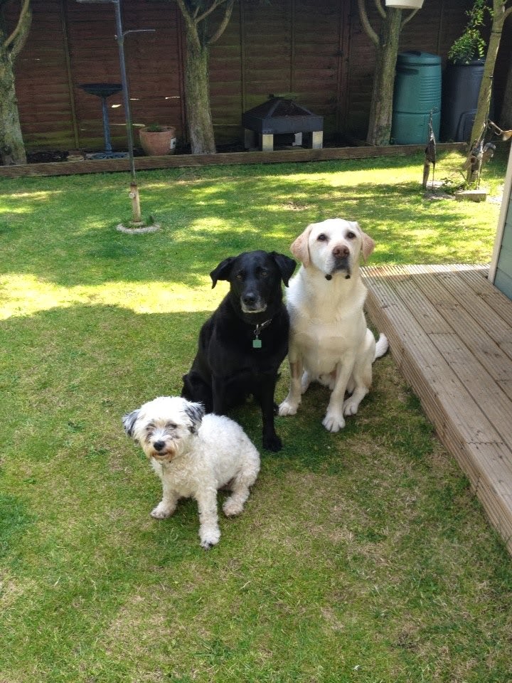 The Downs Veterinary Practice - Bristol , United Kingdom