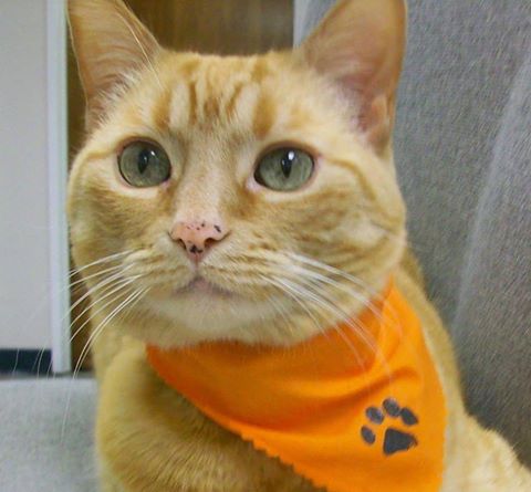 Jefferson Veterinary Center - Detroit , United States