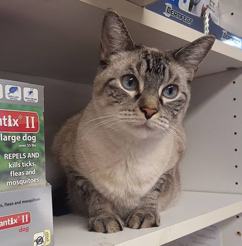 Hamilton Veterinary Clinic - Hamilton , United States