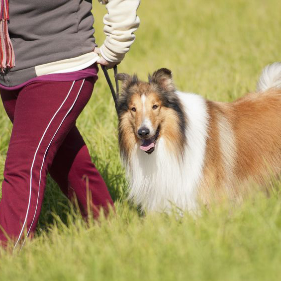 Four Paws Dog Retreat - Pineville , United States