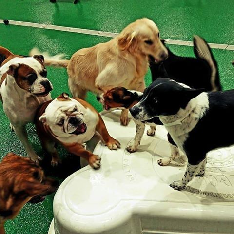 Countryside Veterinary Services - Island Lake , United States