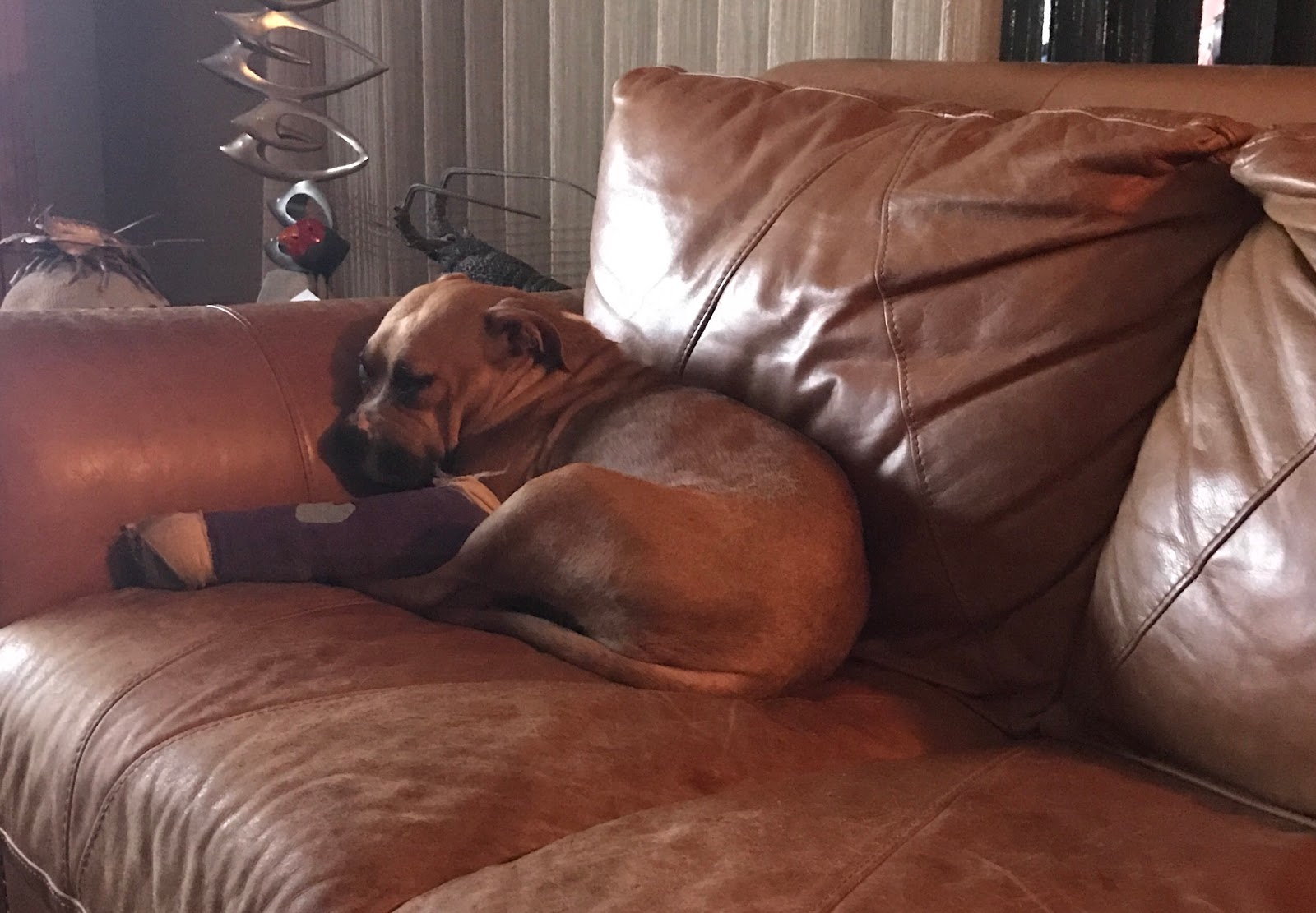 Cypress Animal Hospital - Tequesta , United States
