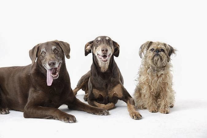 Barrydowne Animal Hospital - Greater Sudbury , Canada