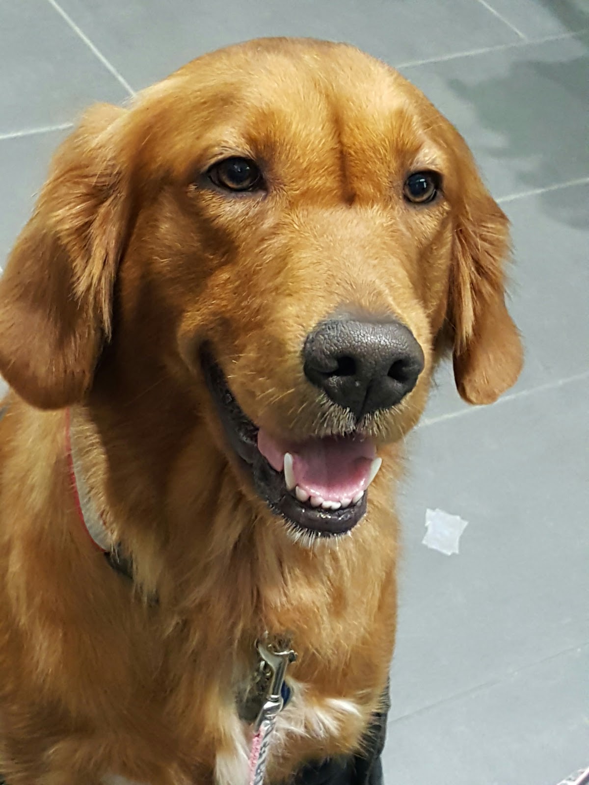 The Pet Clinic - Honolulu , United States