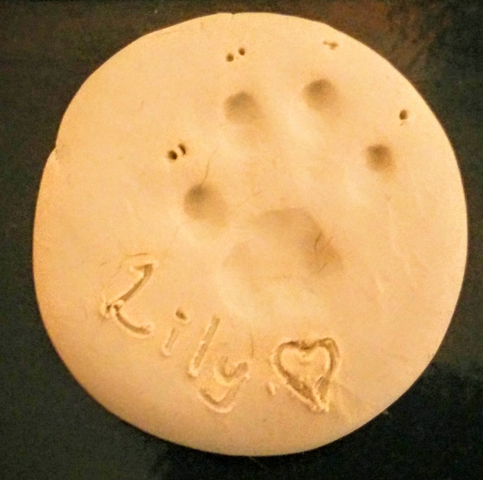 Northside Animal Hospital - North Sydney , Canada