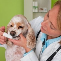 Freed Veterinary Hospital - Hampton , United States