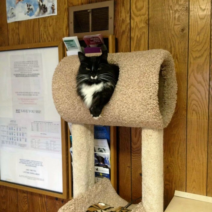 Westgate Animal Hospital - Ellisville , United States