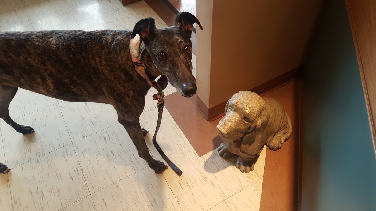 Clarke Animal Hospital - London , Canada