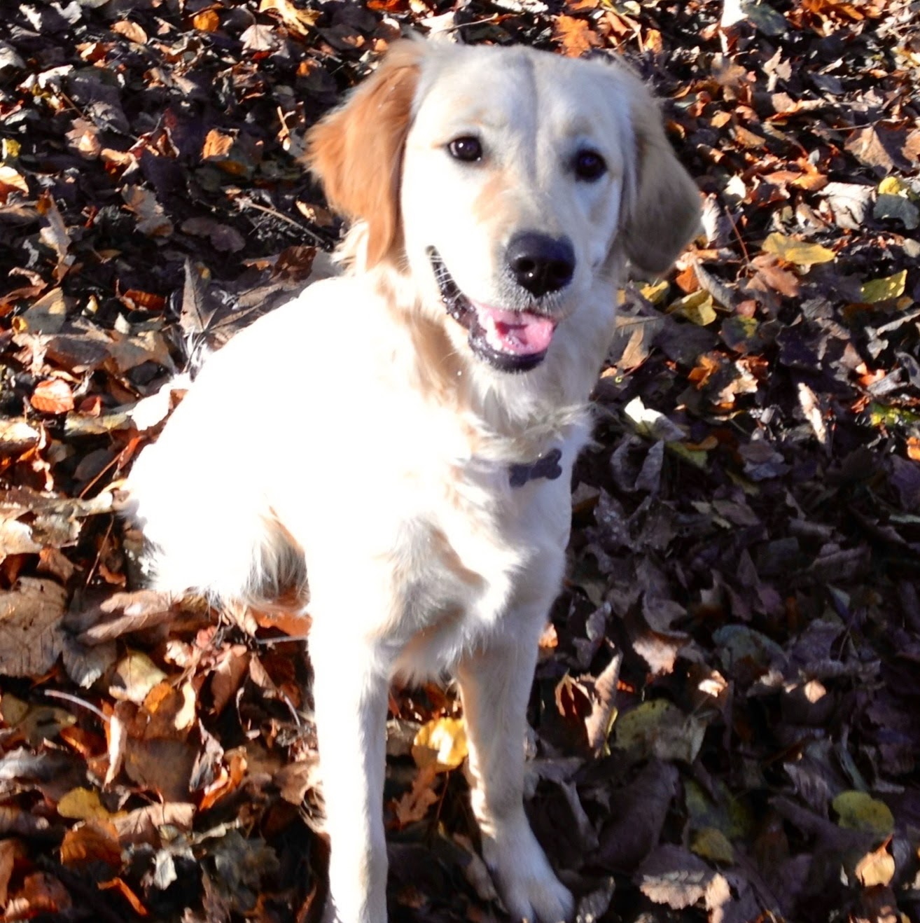 Southdown Veterinary Group Hove - Hove , United Kingdom