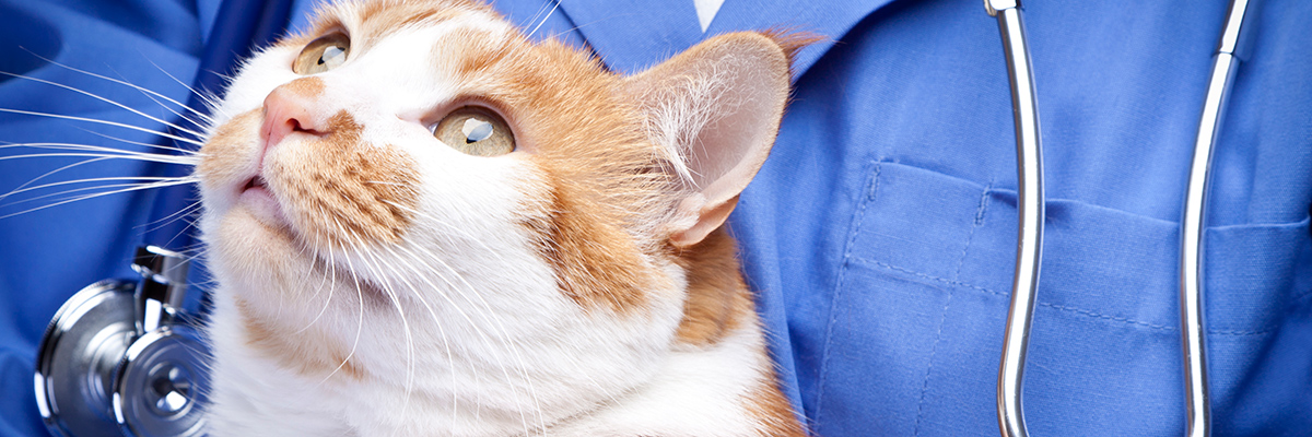 Air Depot Animal Hospital - Oklahoma City , United States