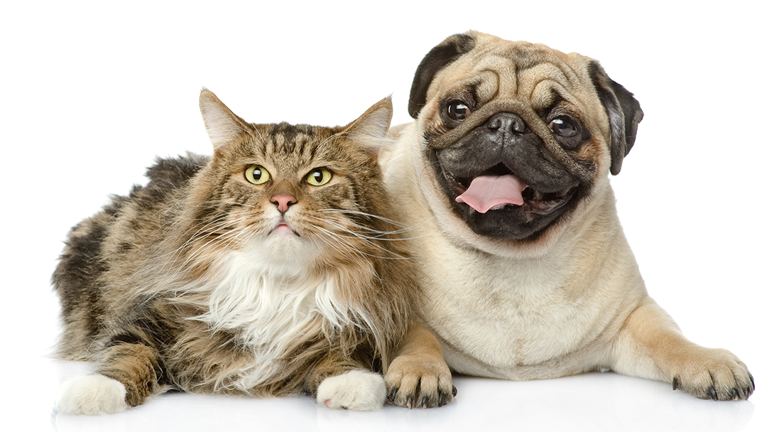 Parkway Veterinary Clinic - Burke , United States