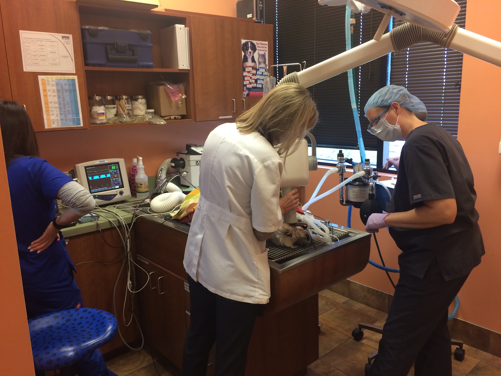 Kc Animal Hospital And Pet Resort - Scottsdale , United States