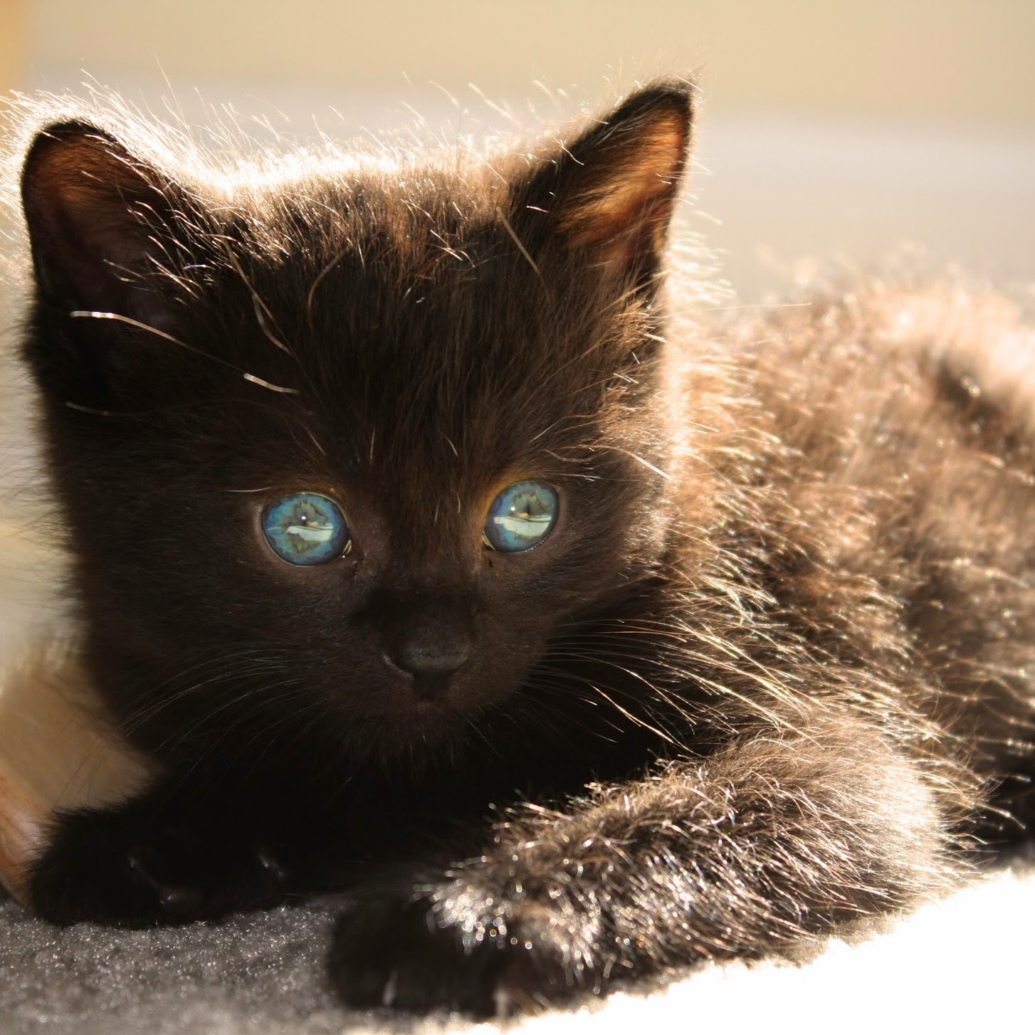 Mercy Pet Hospital - Fair Oaks , United States