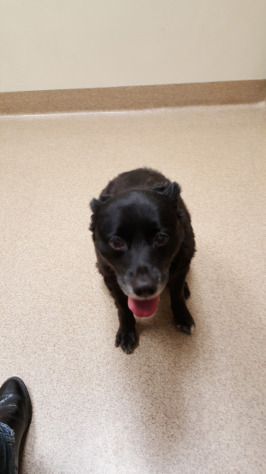 Cavanaugh Pet Hospital - Blue Springs , United States