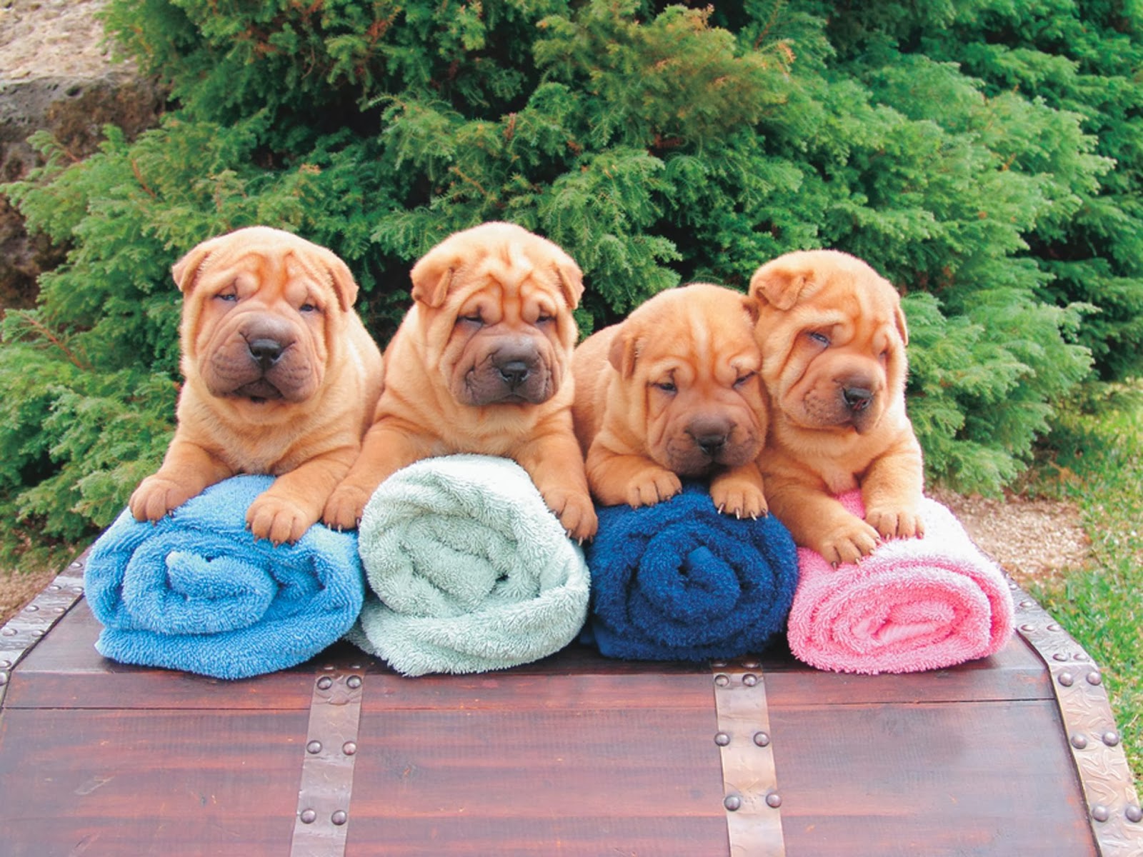 Standifer Gap Pet Hospital - Chattanooga , United States