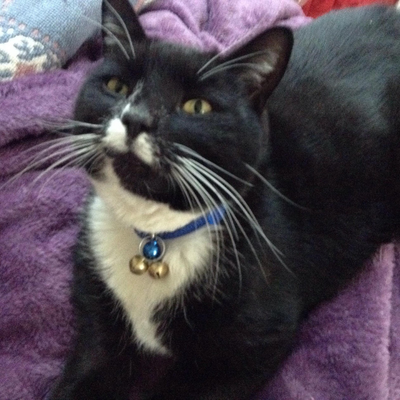Lowell Humane Society - Lowell , United States