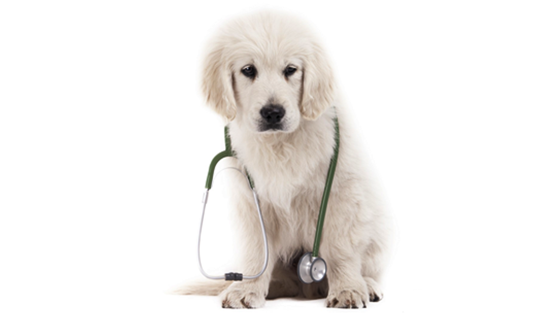 Marlton Animal Hospital - Marlton , United States
