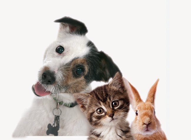 Willow Veterinary Centres - Newport Pagnell , United Kingdom