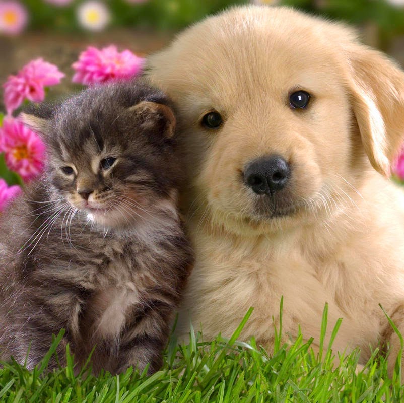 Elmhurst Animal Hospital - Bensenville , United States