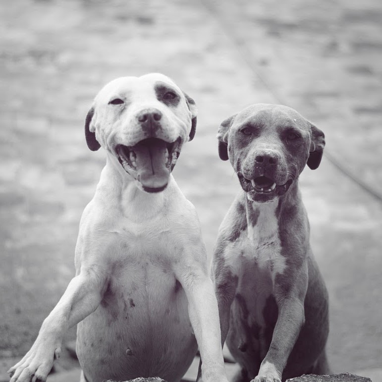 West Lake Animal Hospital - Springfield , United States