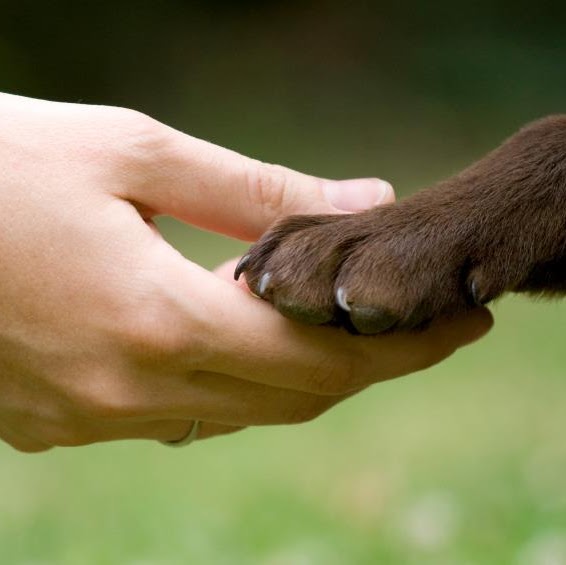Oliver Animal Hospital - Austin , United States