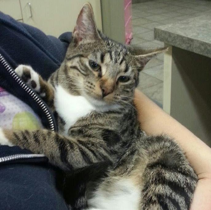 Animal Medical Center Of Richardson - Richardson , United States