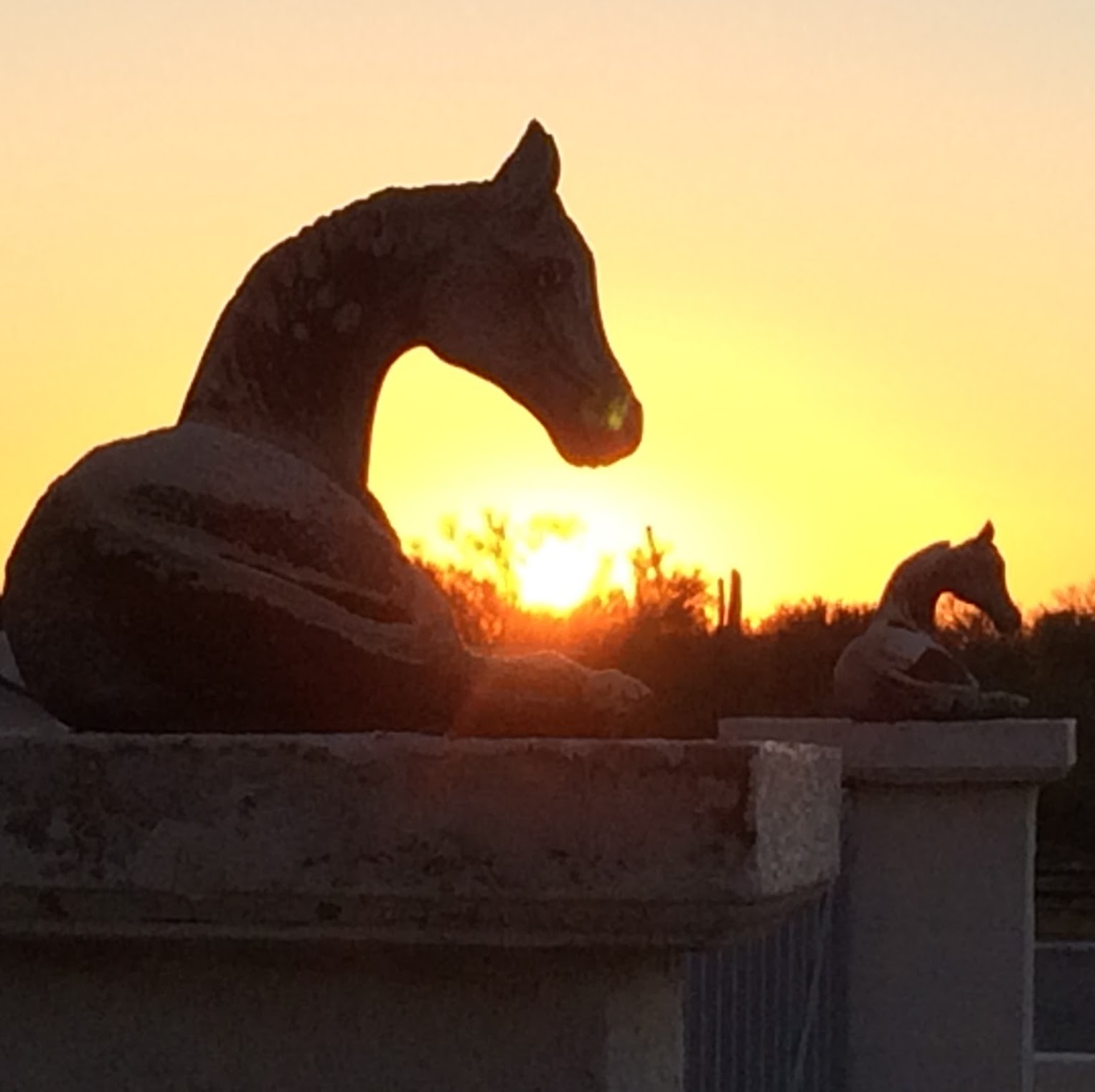Pegasus Veterinary Center - Tucson , United States