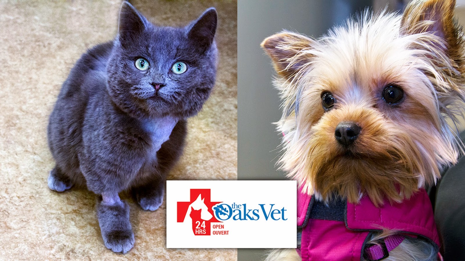 The Oaks Veterinary Medical And Referral Centre - Moncton , Canada