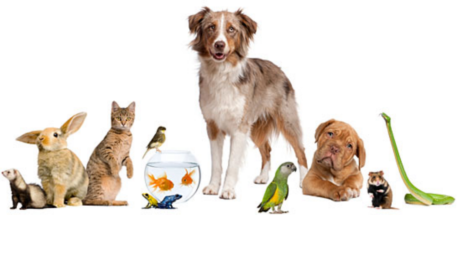 Plymouth Beech Animal Hospital - Redford Township , United States
