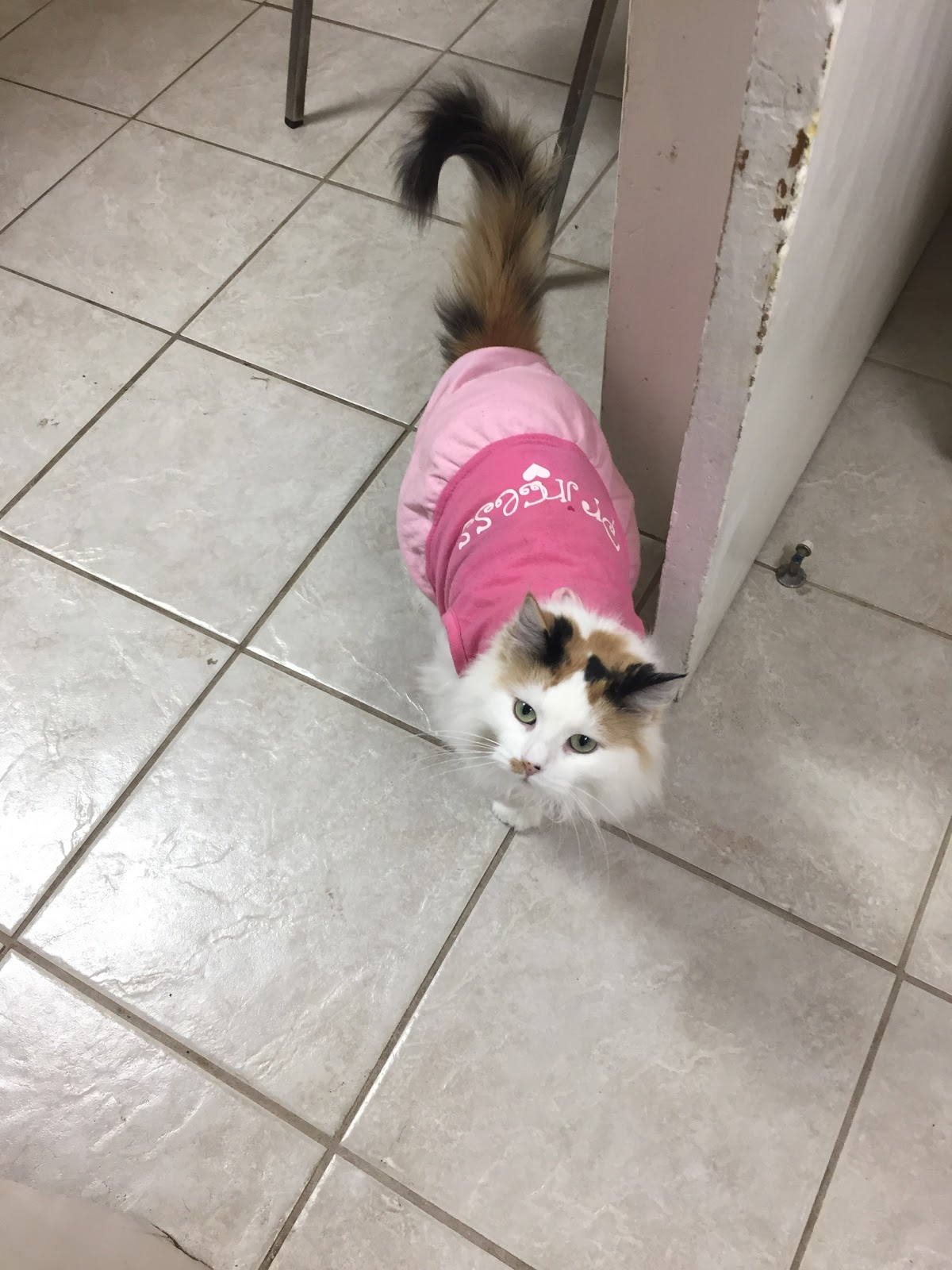 Watford Veterinary Clinic - Watford , Canada