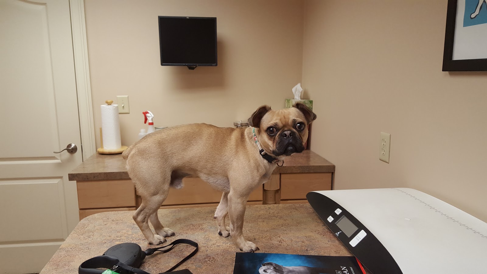 Middlesex County Animal Hospital - North Billerica , United States