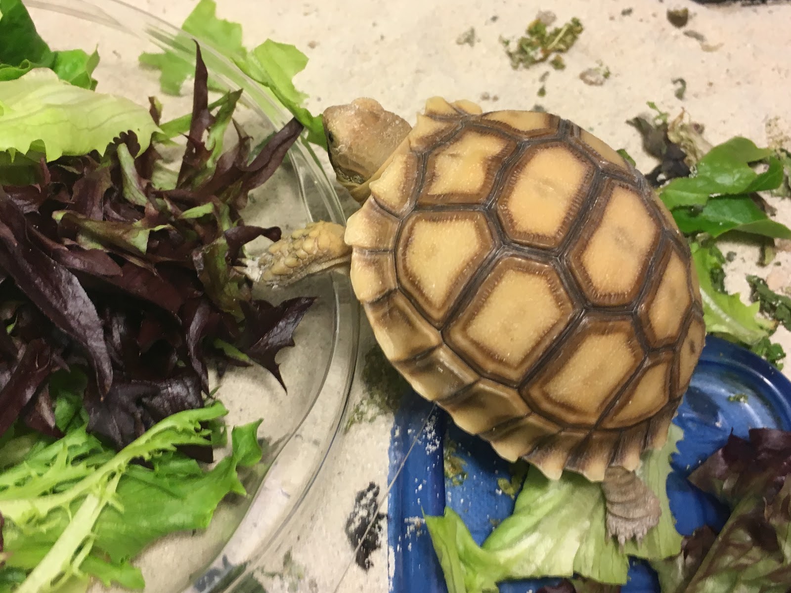 Vulcan Park Animal Care - Homewood , United States