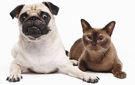 Harrison Street Animal Hospital - Ralston , United States