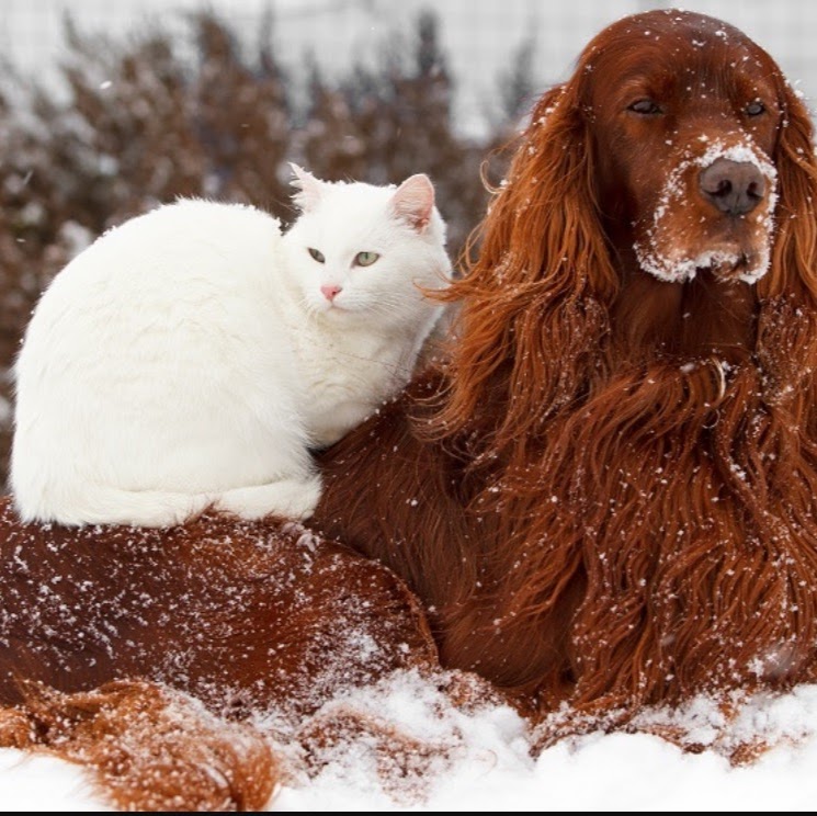 Valley Veterinary Clinic - Spokane Valley , United States