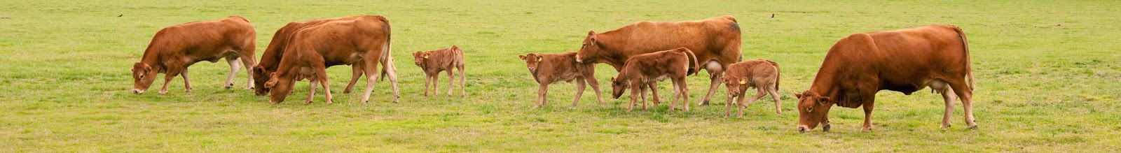 Shropshire Farm Vets - Shrewsbury , United Kingdom