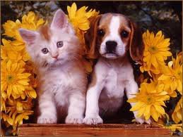 Cameron Animal Hospital - Hazlehurst , United States