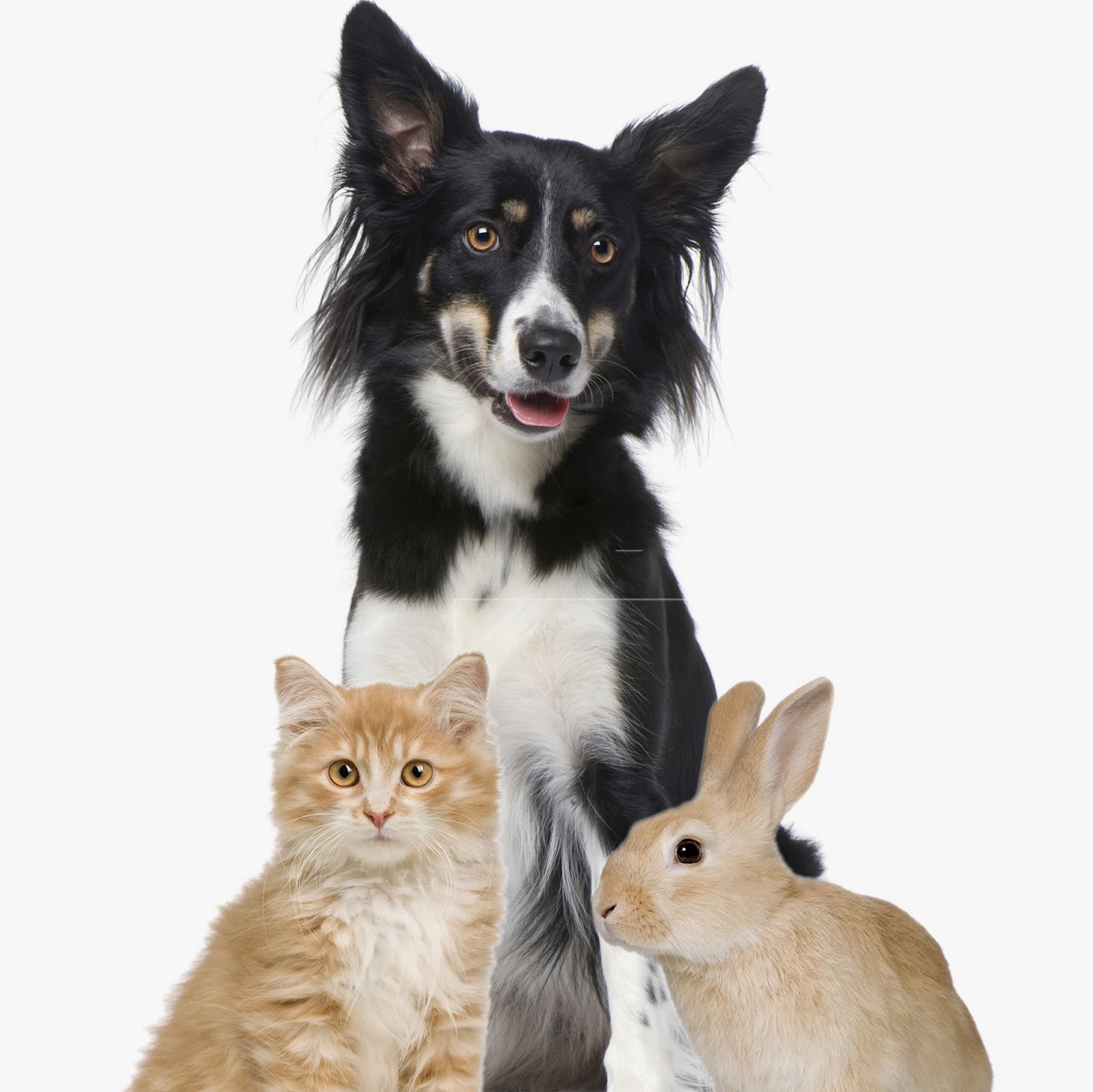 Cinque Ports Veterinary Hospital Kingsnorth - Ashford , United Kingdom