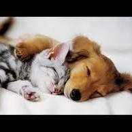 Animal Hospital Of Avon - Avon , United States