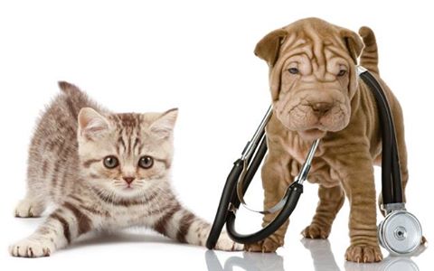Monticello Veterinary Clinic - Monticello , United States