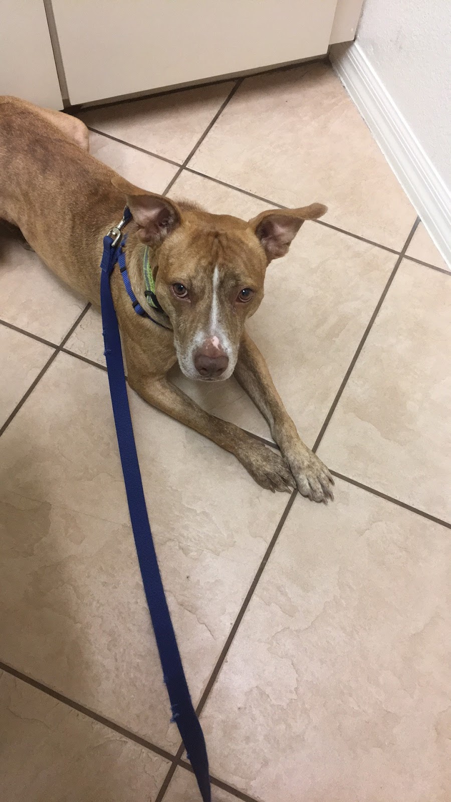 Underhill Animal Hospital - Orlando , United States
